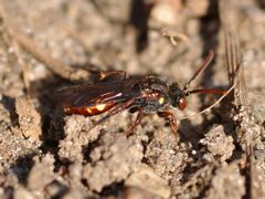 Nomada ferruginata